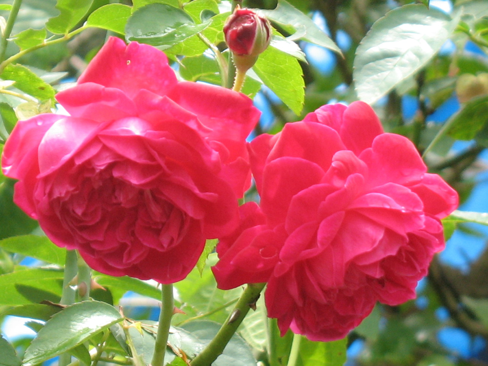rose