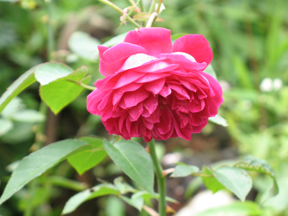 rose
