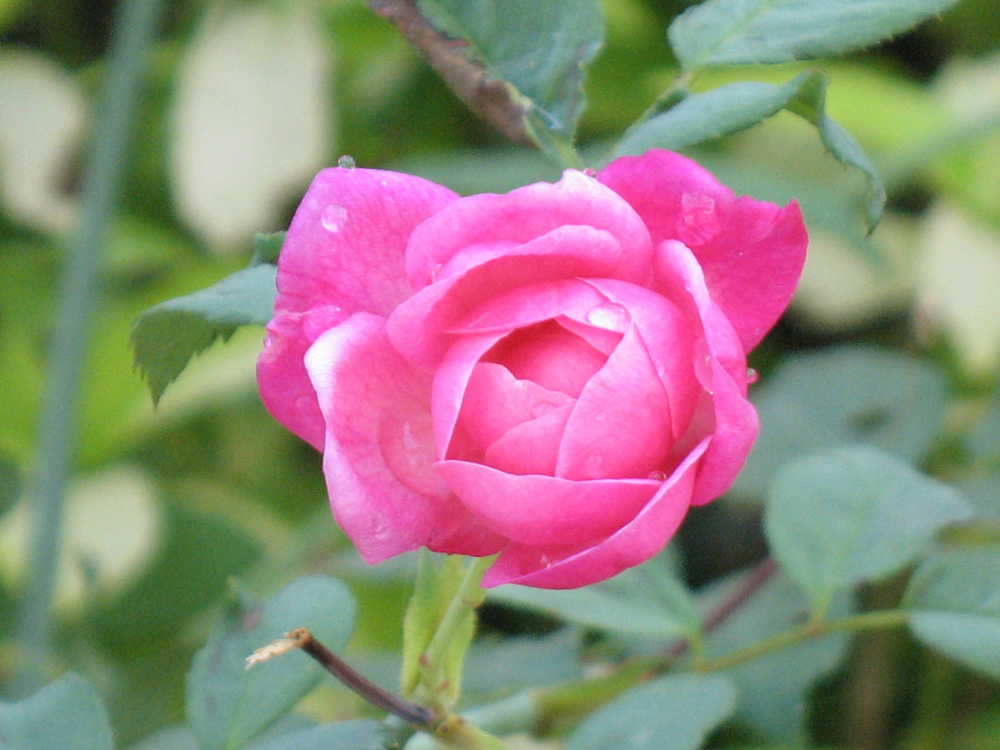 rose
