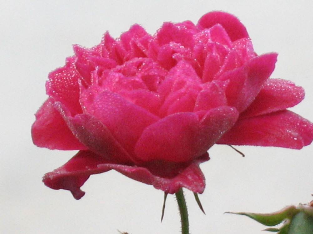 rose