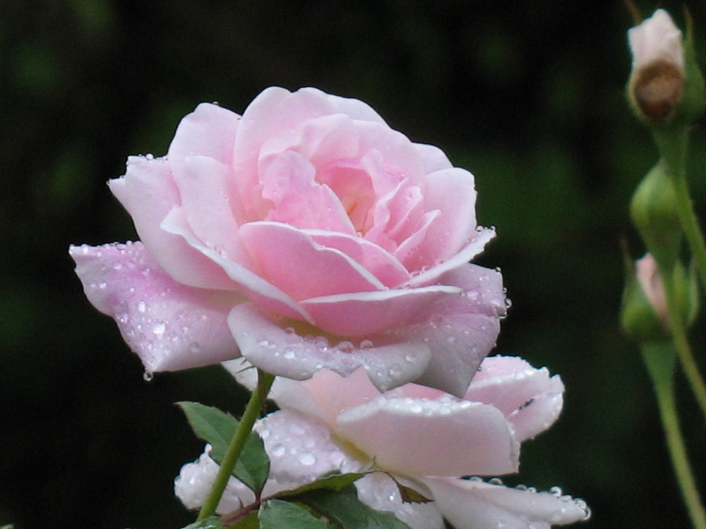 rose