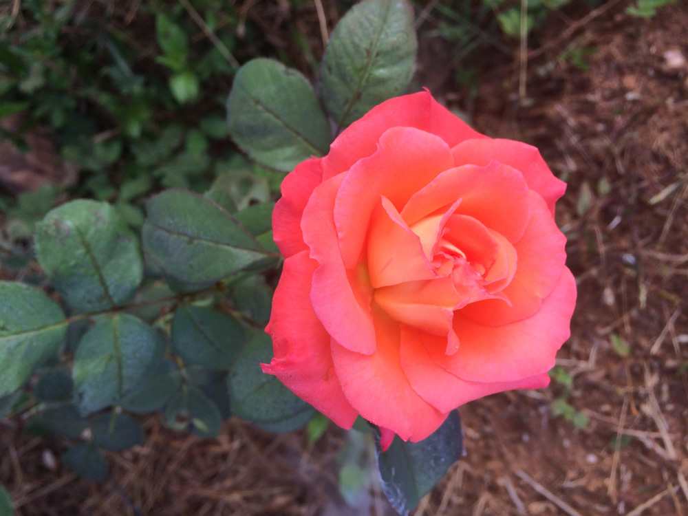 rose