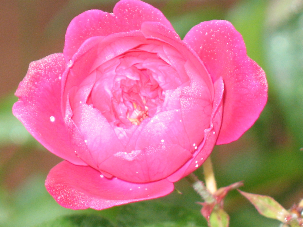 rose