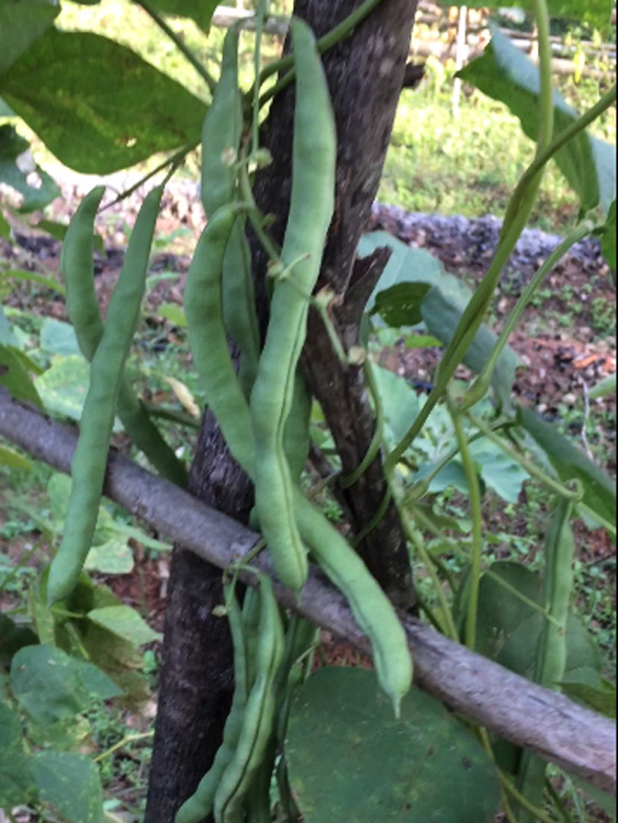 Vegetables