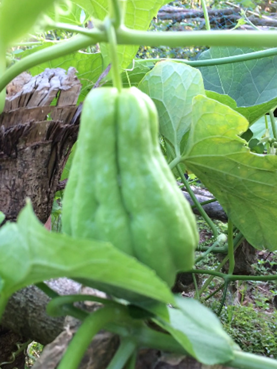Vegetables