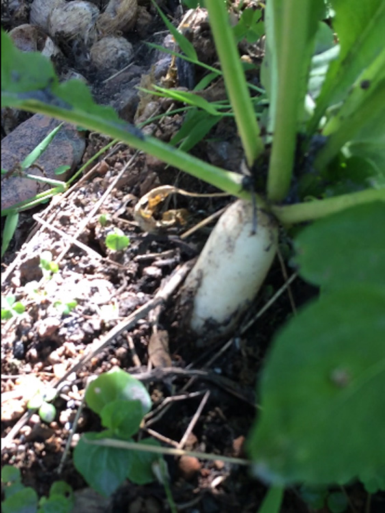 Vegetables
