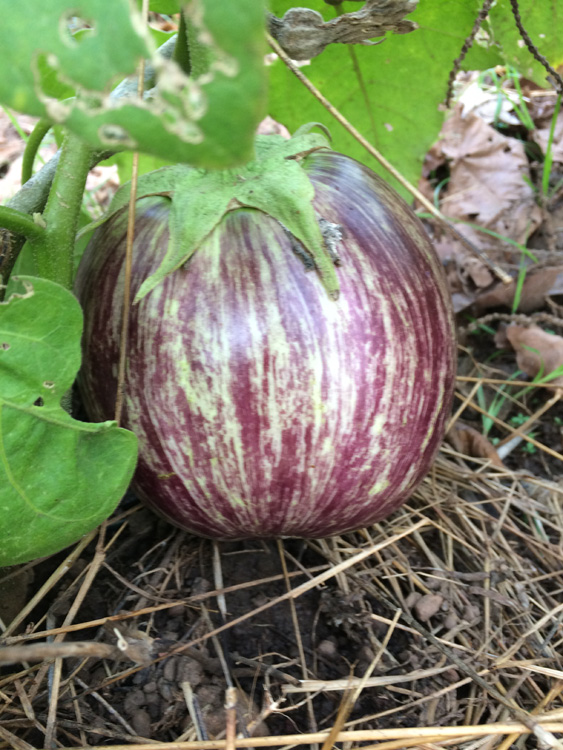 Vegetables