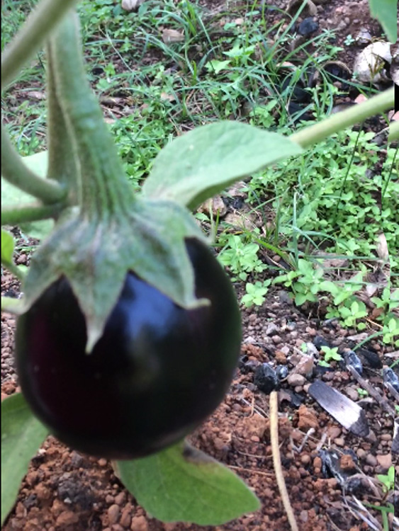Vegetables