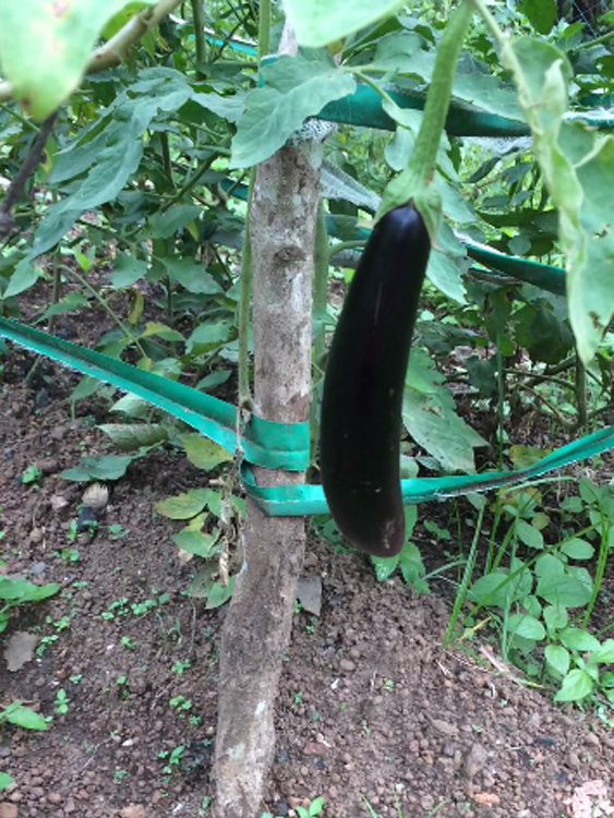 Vegetables