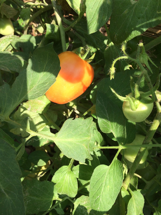 Vegetables