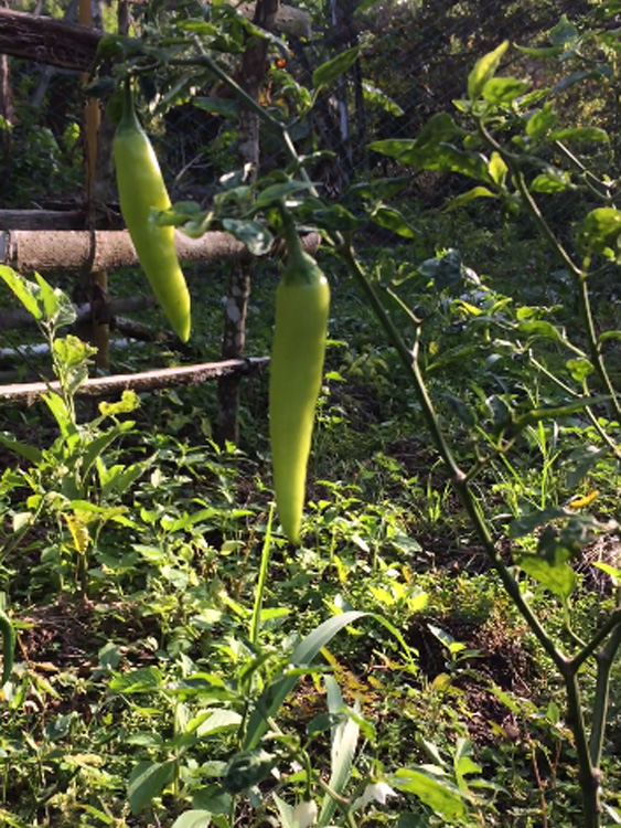Vegetables