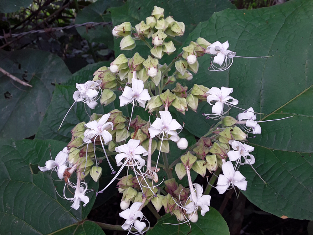 wild-flower-bouquet