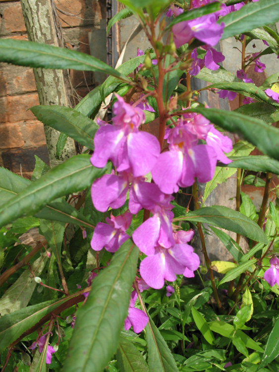 wild-sone-violet