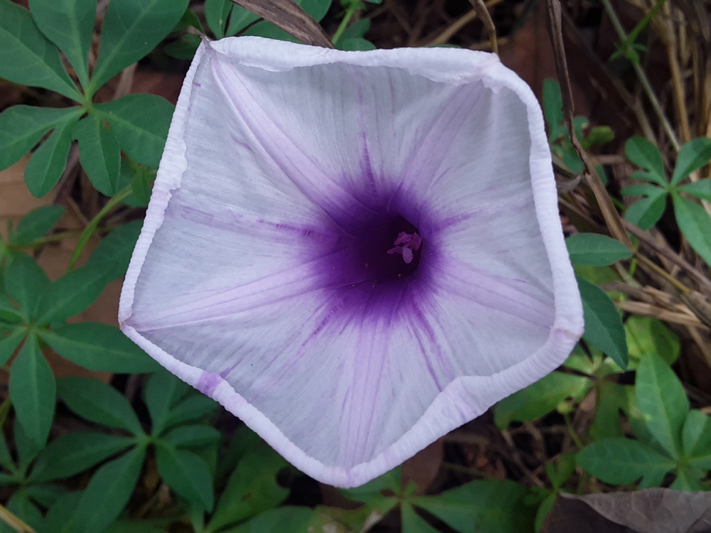 wild-violet
